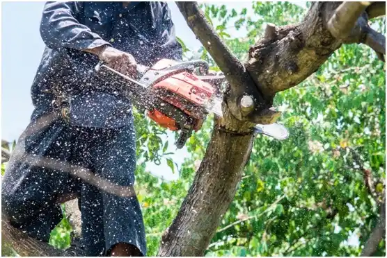 tree services Superior
